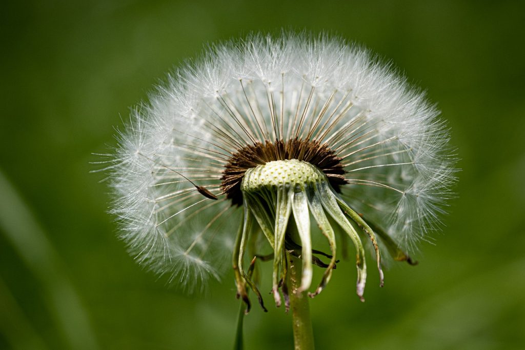 dandelion, desktop wallpaper, free background-8035460.jpg